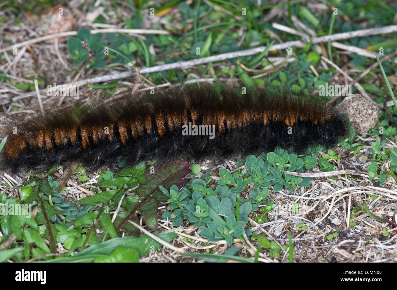 Alrshd1 Fox larve. Grand hairy caterpillar trouvés sur les landes et les maures Banque D'Images