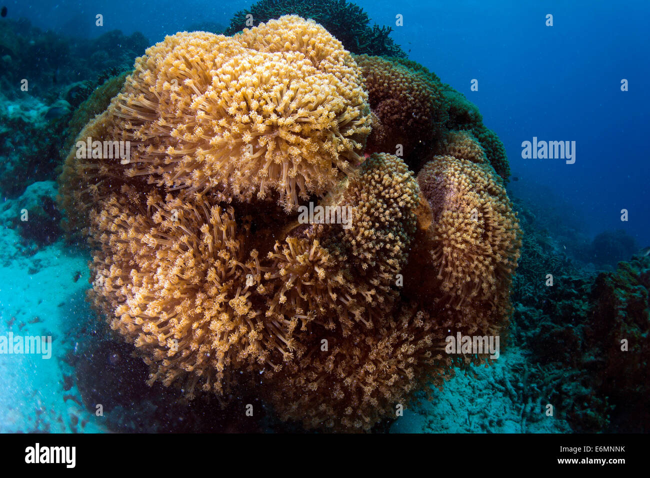 Bac à fleur (coraux Goniopora sp.), Philippines Banque D'Images