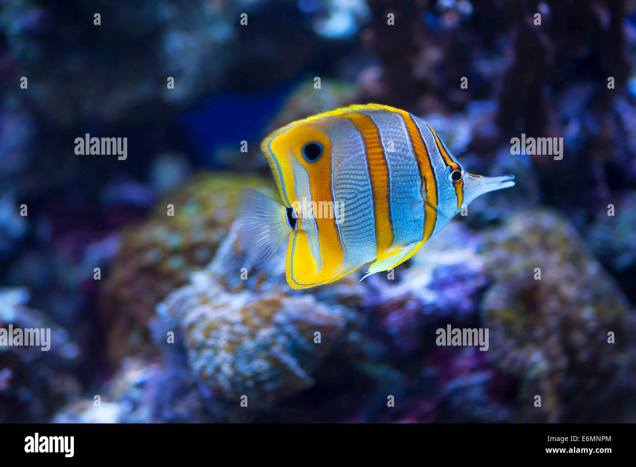 Chelmon Rostratus chelmon à bec médiocre () dans un aquarium, captive Banque D'Images
