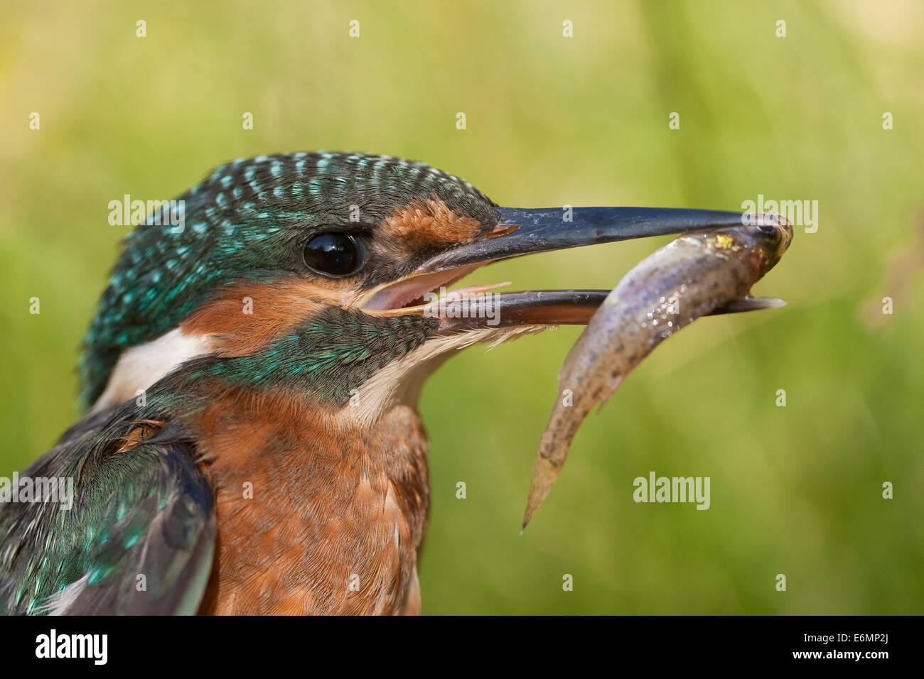 Kingfisher avec animal de proie, Optimize mit Fisch, erbeutetem Beute im Schnabel, Eis-Vogel, Alcedo atthis, Martin-pêcheur d'Europe Banque D'Images