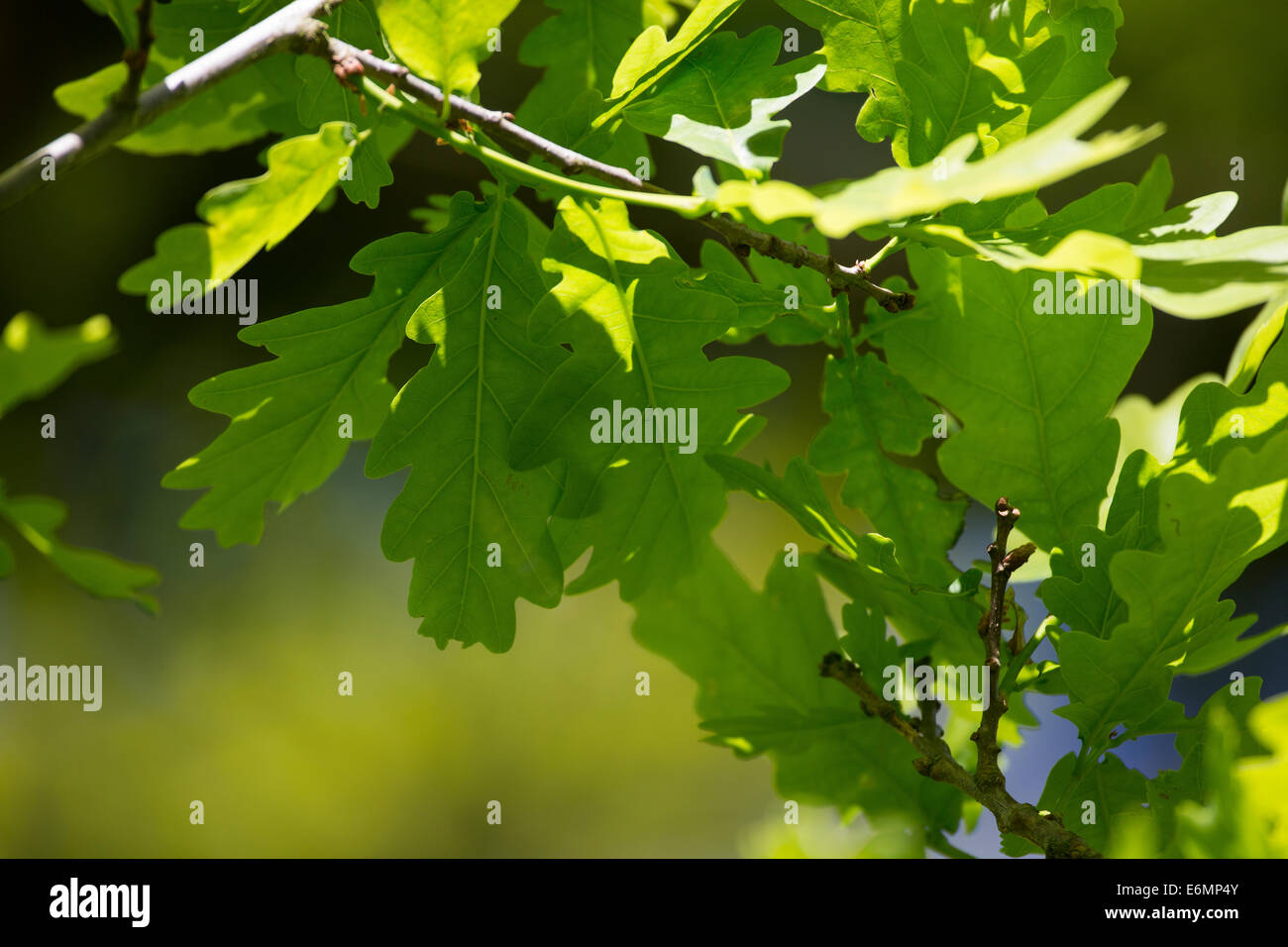 Chêne pédonculé, Oaks, feuille, feuilles, Eichenlaub, Eichenblatt Eichenblätter Stiel-Eiche,,,, Stieleiche Eichen, Eiche, Quercus robur Banque D'Images