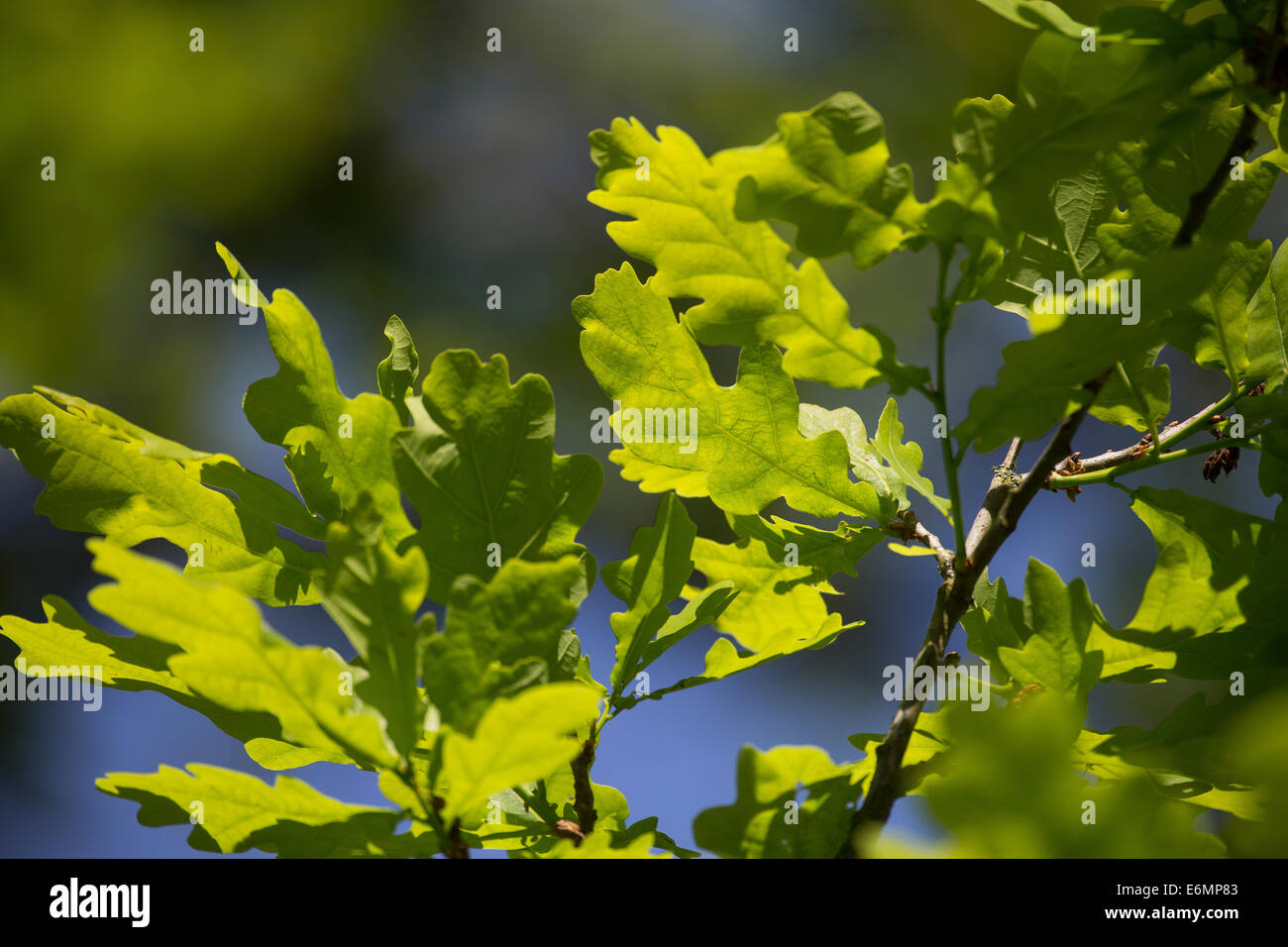 Chêne pédonculé, Oaks, feuille, feuilles, Eichenlaub, Eichenblatt Eichenblätter Stiel-Eiche,,,, Stieleiche Eichen, Eiche, Quercus robur Banque D'Images