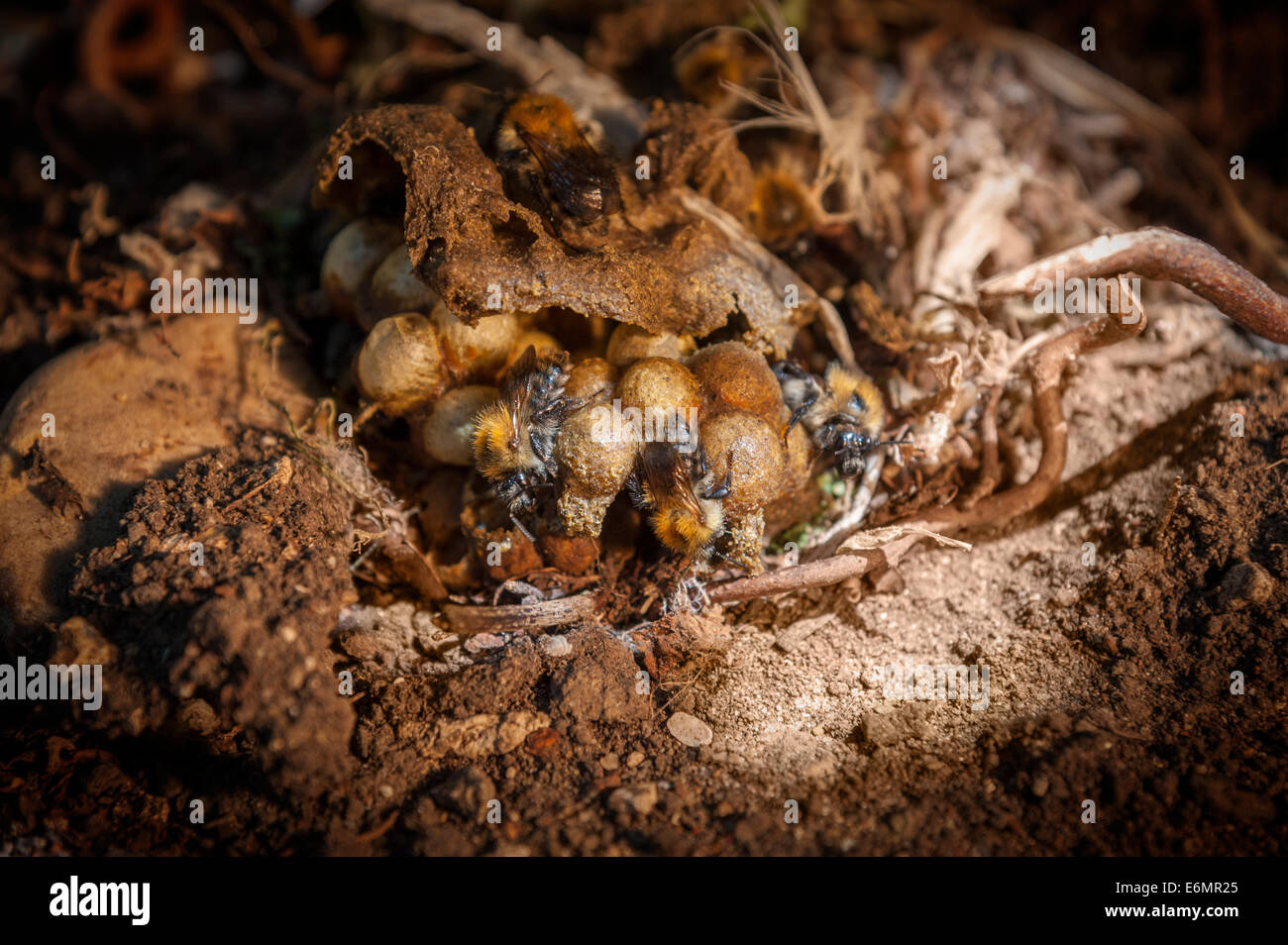 La Carder Les bourdons Bombus Pascuorum nid ( ) dans le sol d'un jardin dans le UK Banque D'Images