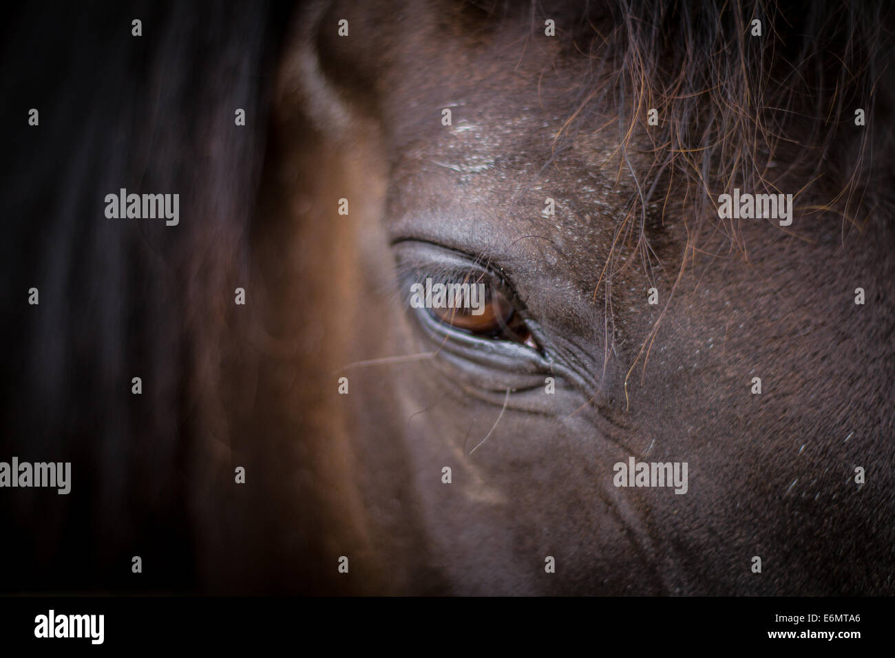 Close-up head shot d'un cheval dans son écurie, centrée sur son œil Banque D'Images