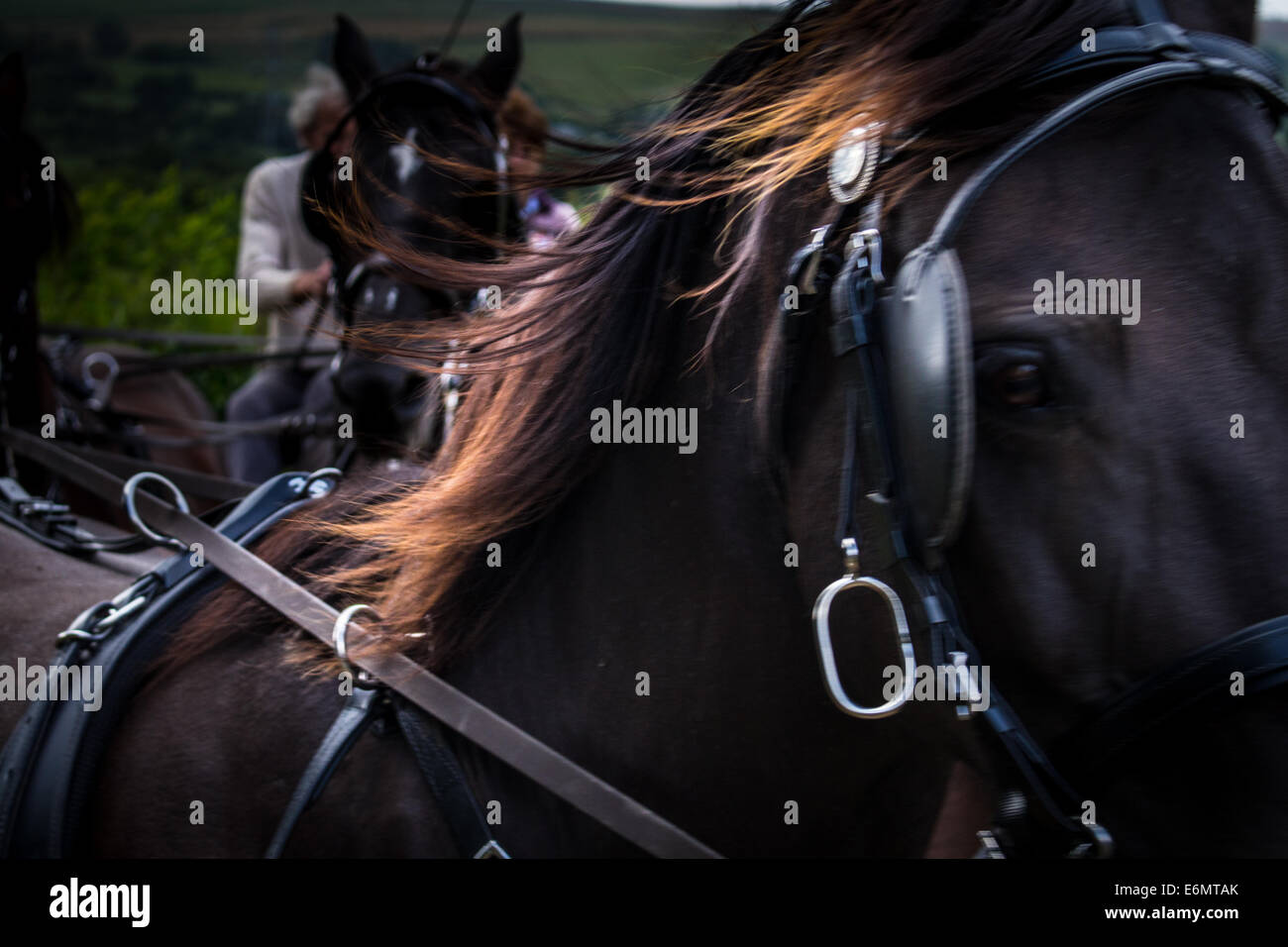 Près de récolte leader en équipe de quatre chevaux tirant un chariot. Banque D'Images
