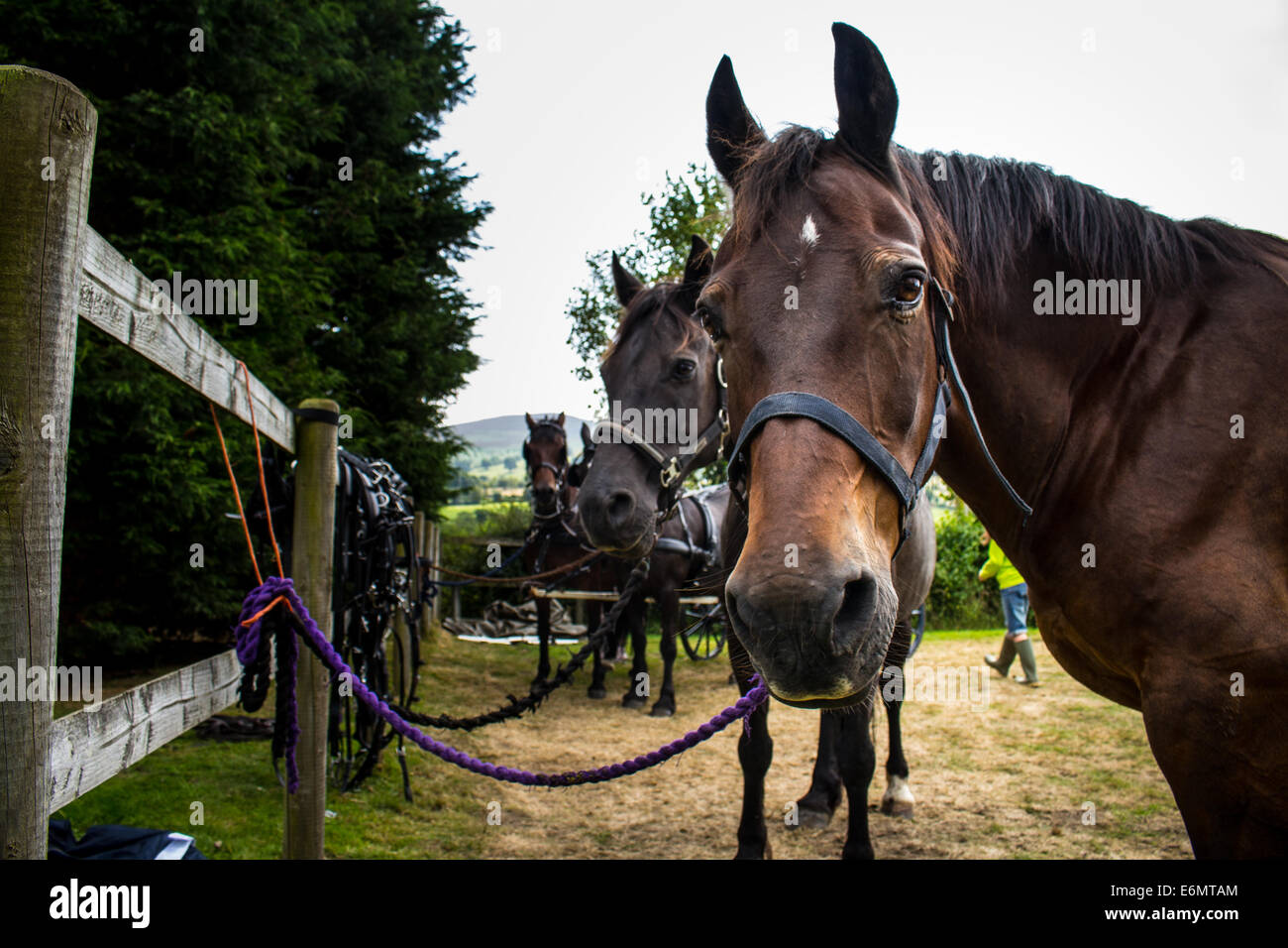 Une équipe de quatre chevaux attendent patiemment dans un domaine de la formation, prête à être exploitée pour tirer un chariot. Banque D'Images
