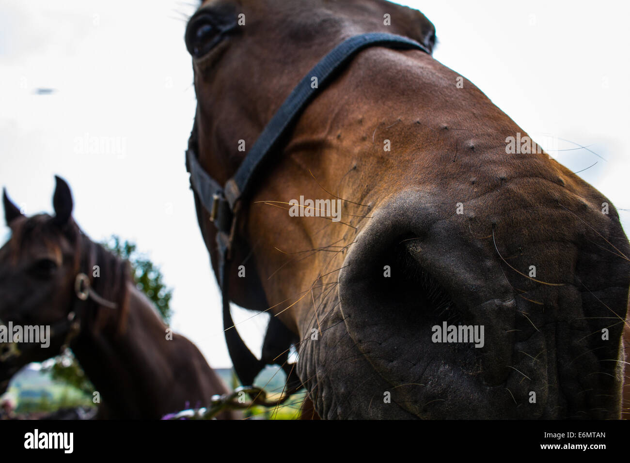 Up Close and Personal avec un cheval brun. Un deuxième cheval se tient en arrière-plan. Banque D'Images
