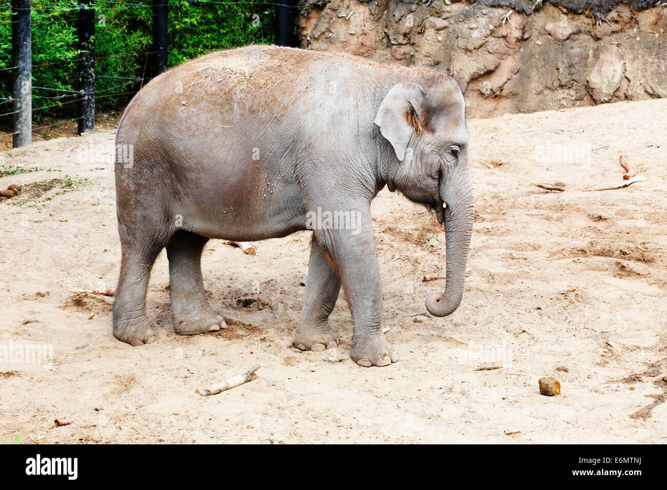 L'éléphant femelle sur un boîtier de sable entourée d'espaces verts Banque D'Images