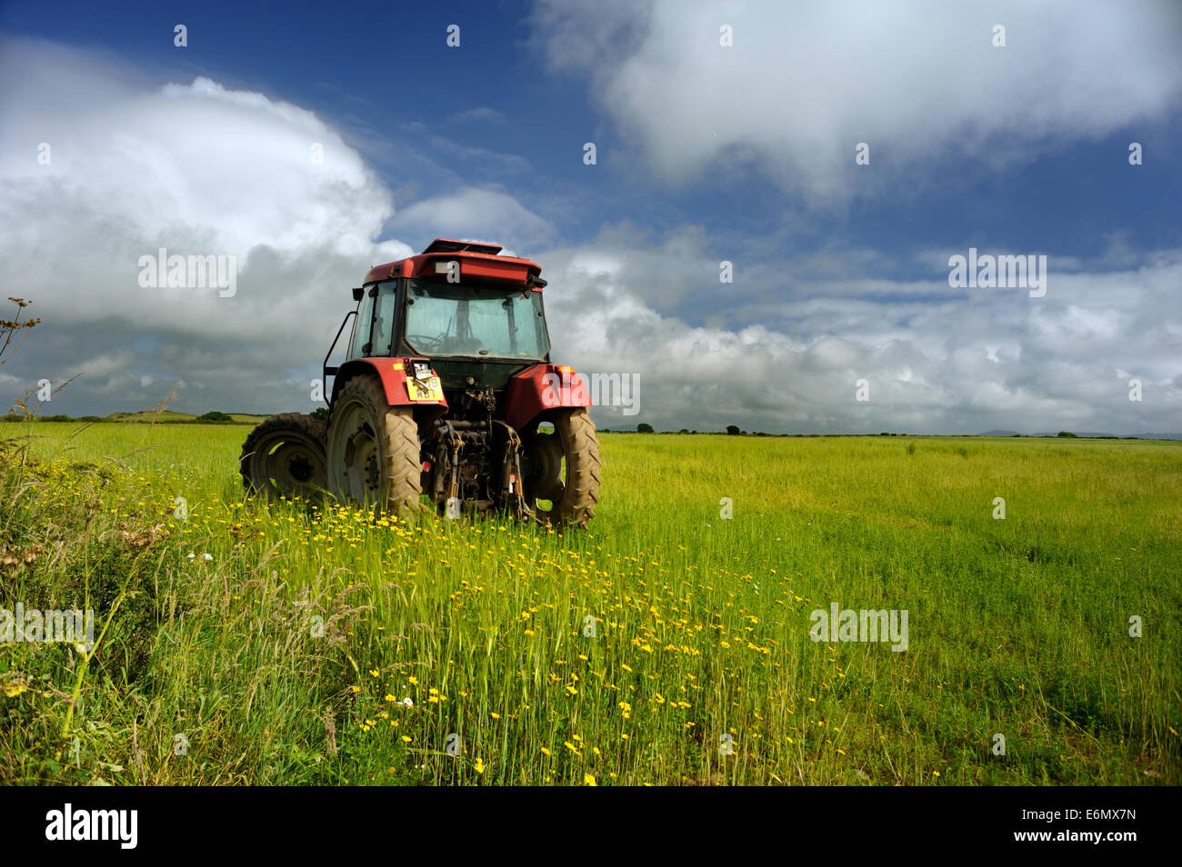 Le tracteur dans le champ de maïs et de camomille matricaire maritime marigold Banque D'Images