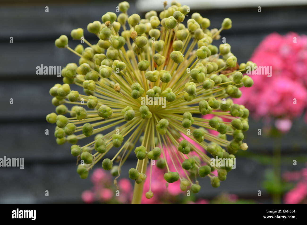 Passé de leur mieux, mais toujours belle Banque D'Images