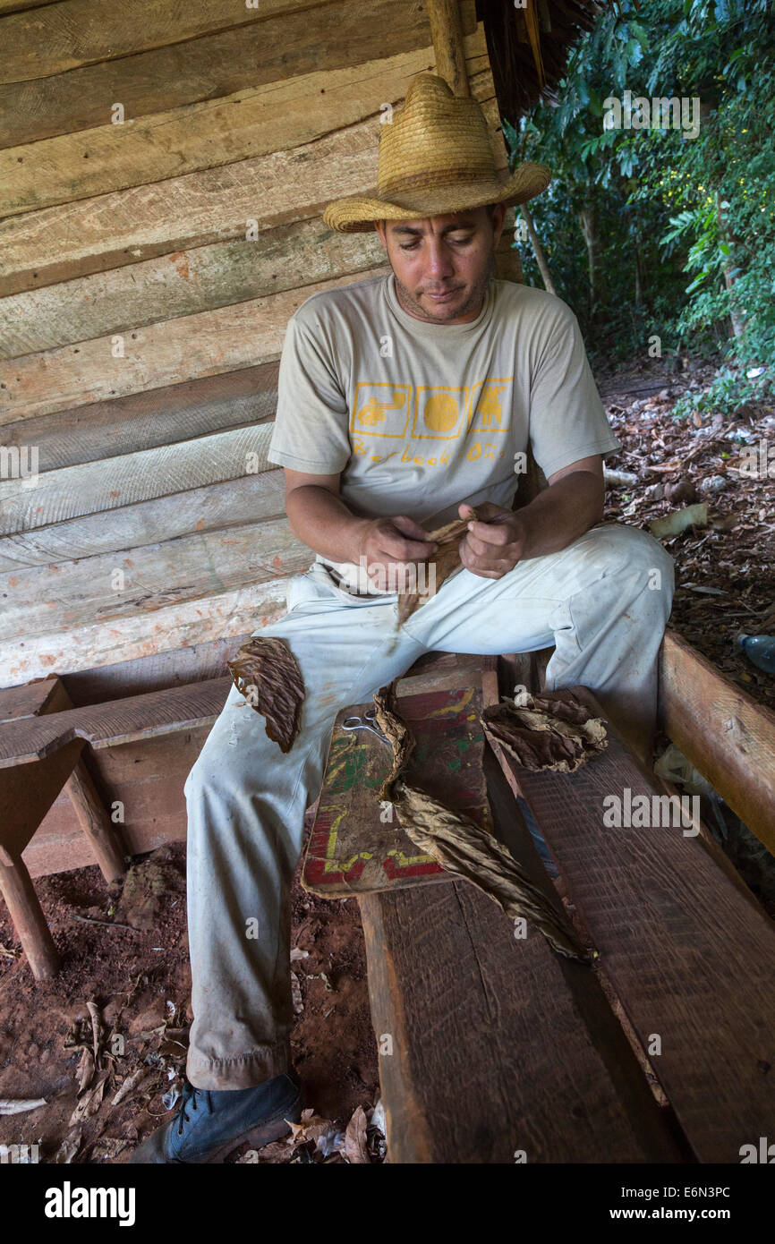 Le cultivateur de tabac tabac cigare de laves, Vinales, Cuba Banque D'Images