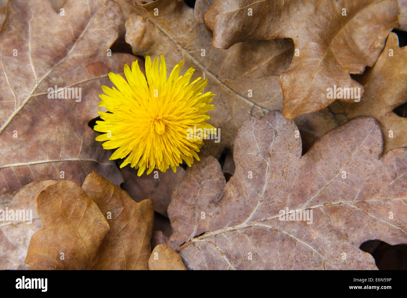 Les feuilles sèches sont dépouillés de la pissenlits jaunes. Banque D'Images