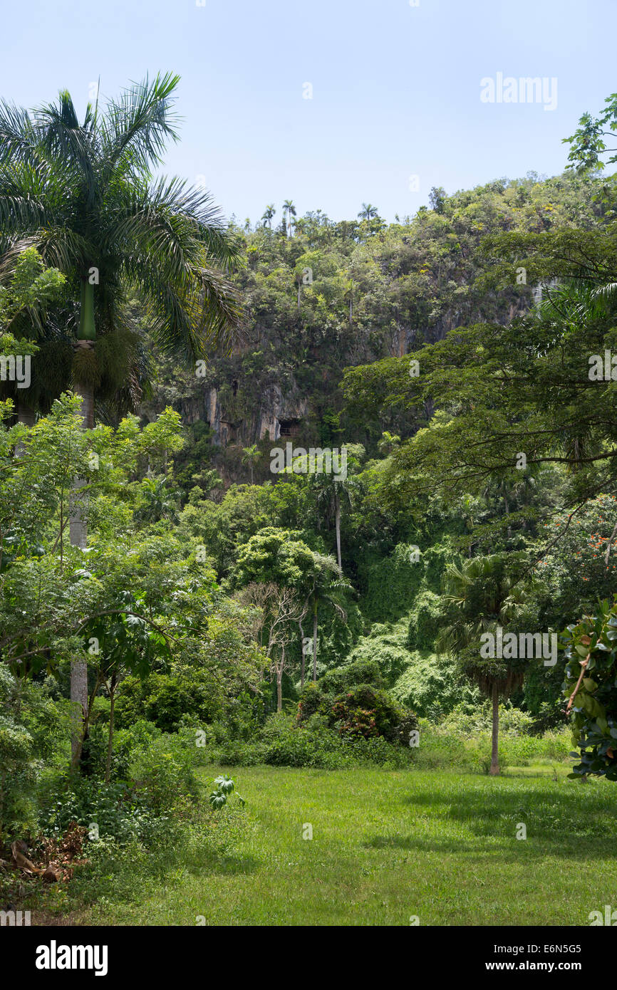 Vue extérieure de la falaise de la Cueva de Santo Tomás, Grotte de St Thomas, près de Vinales, Pinar del Río, Cuba Banque D'Images