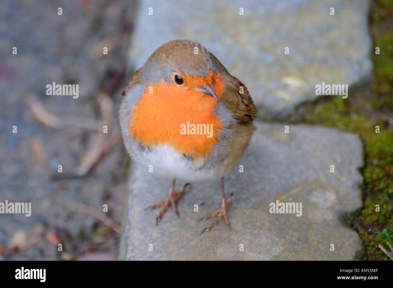 Robin assis patiemment sur le côté du chemin a le Zoo de Belfast N.Ireland Banque D'Images