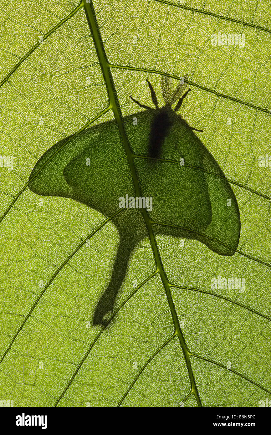Luna Moth (Actias luna) d'hommes qui se découpent sur l'Magnolia (Magnolia macrophylla) feuille. Wilderness Sipsey Bankhead NF. Banque D'Images