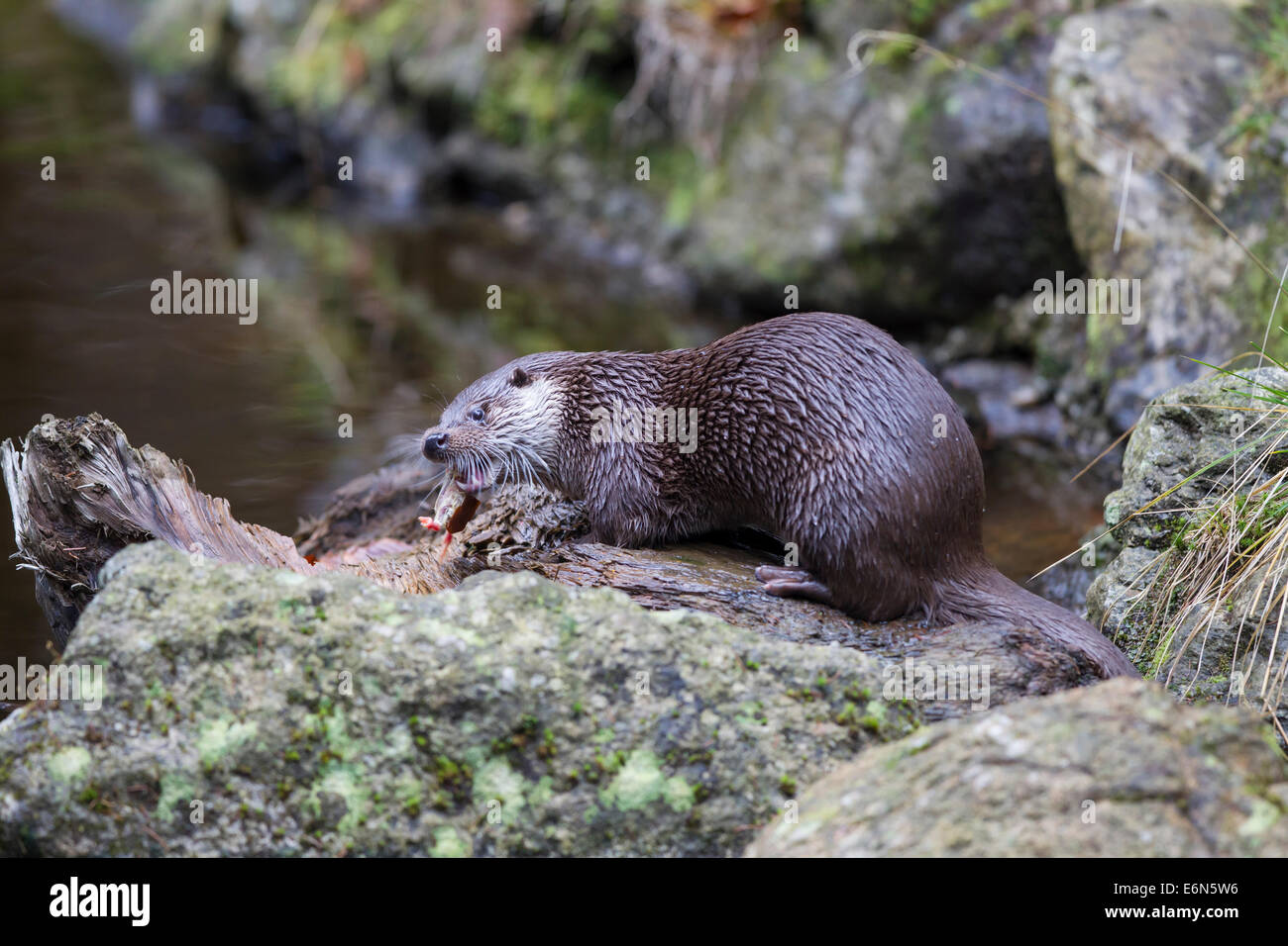 Loutre la loutre eurasienne eurasiennes Fischotter loutre d'Europe Lutra lutra Banque D'Images