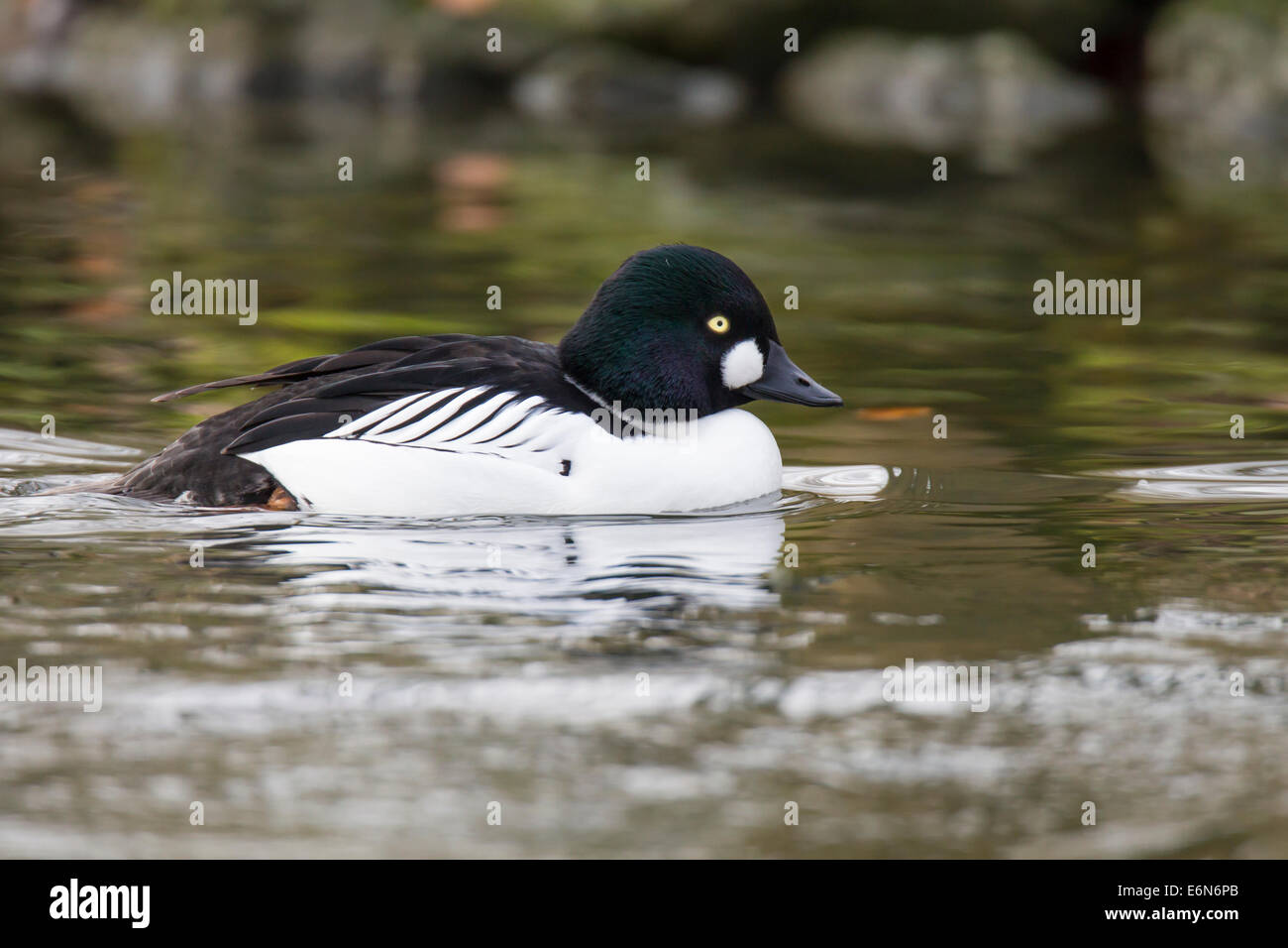 Le Garrot Bucephala clangula schellente Banque D'Images