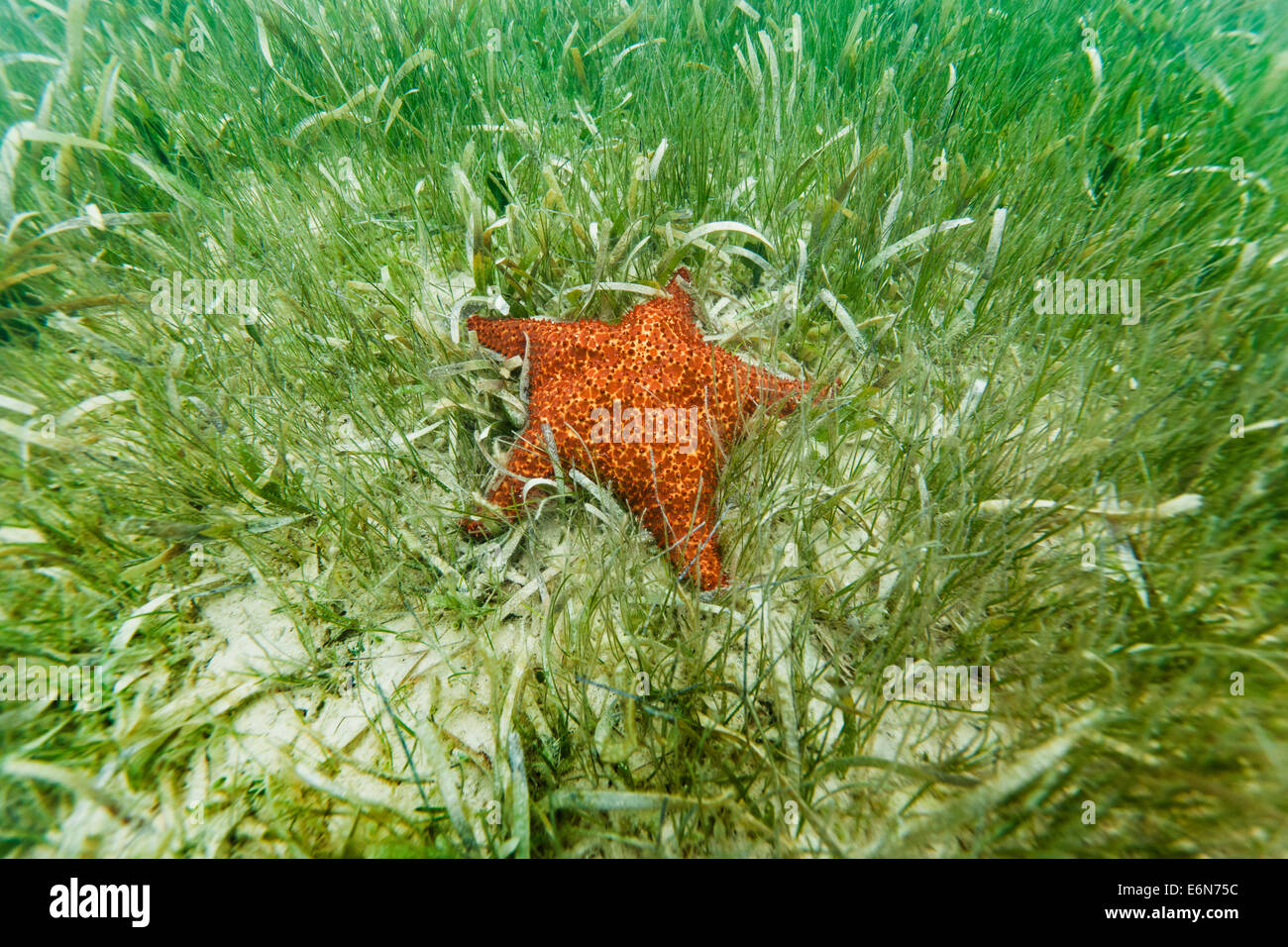Étoile de mer Bahama (Oreaster Reticulatis) assis dans l'herbe de mer dans l'Océan des Caraïbes Banque D'Images