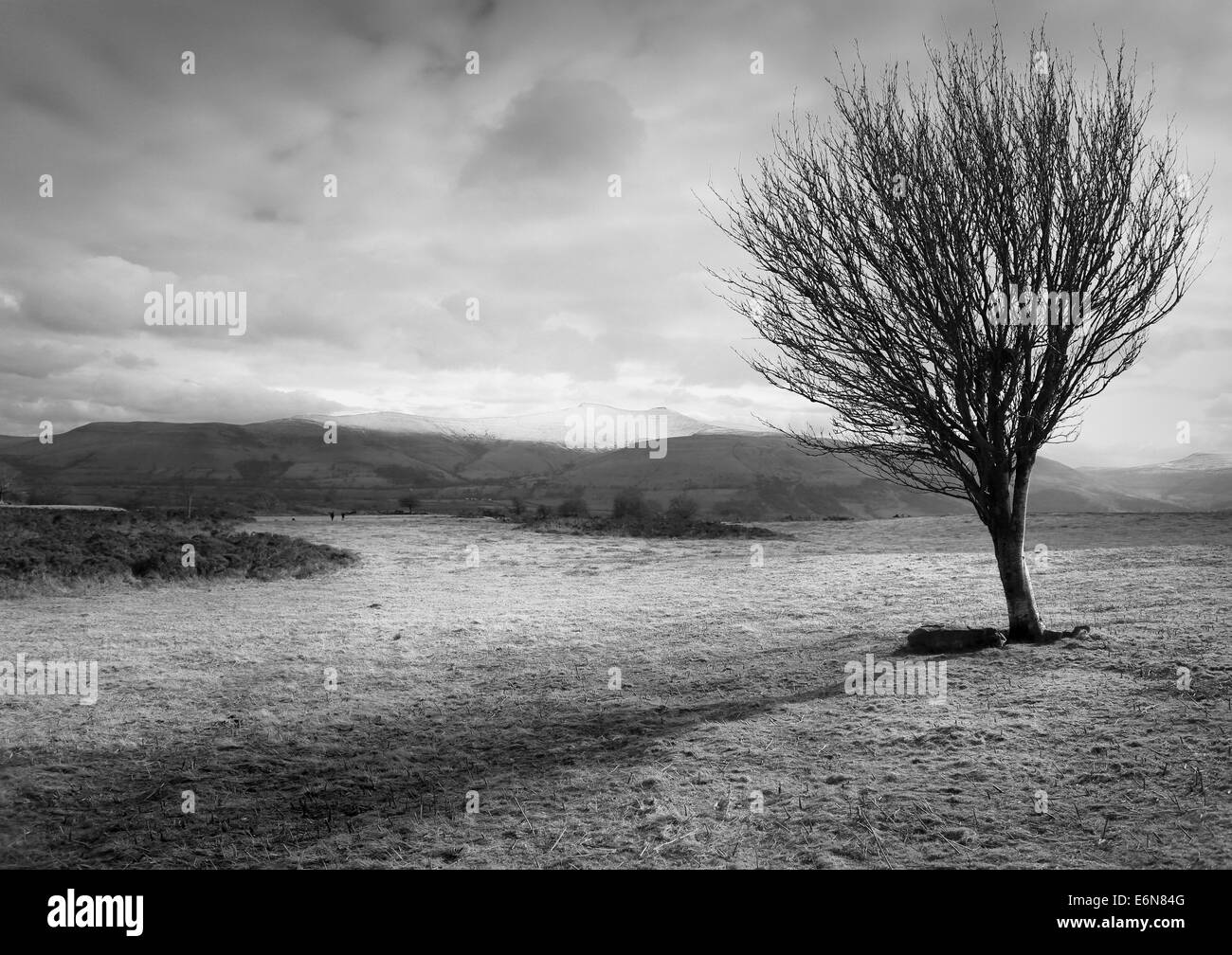 Paysage avec arbre isolé avec les montagnes enneigées en arrière-plan au pays de Galles Banque D'Images