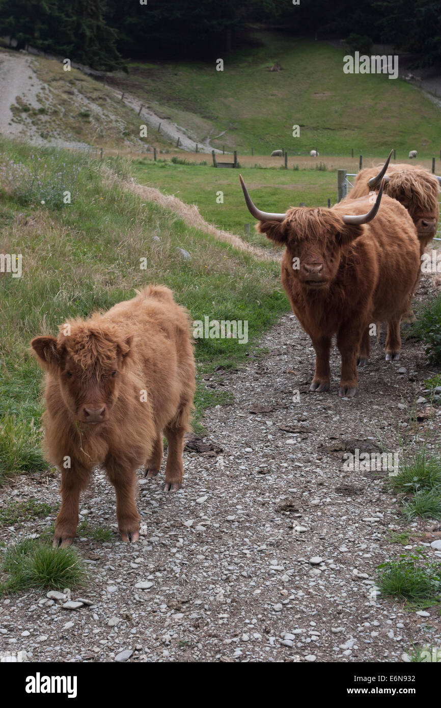 Highland Cattle Banque D'Images