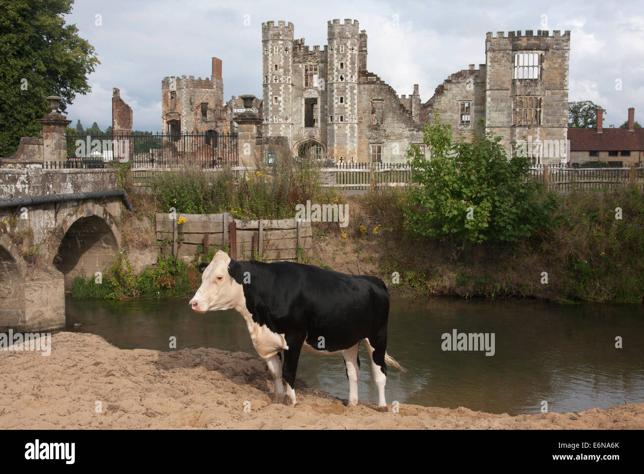 Cow standing par flux, Cowdray Park, Midhurst, West Sussex Banque D'Images