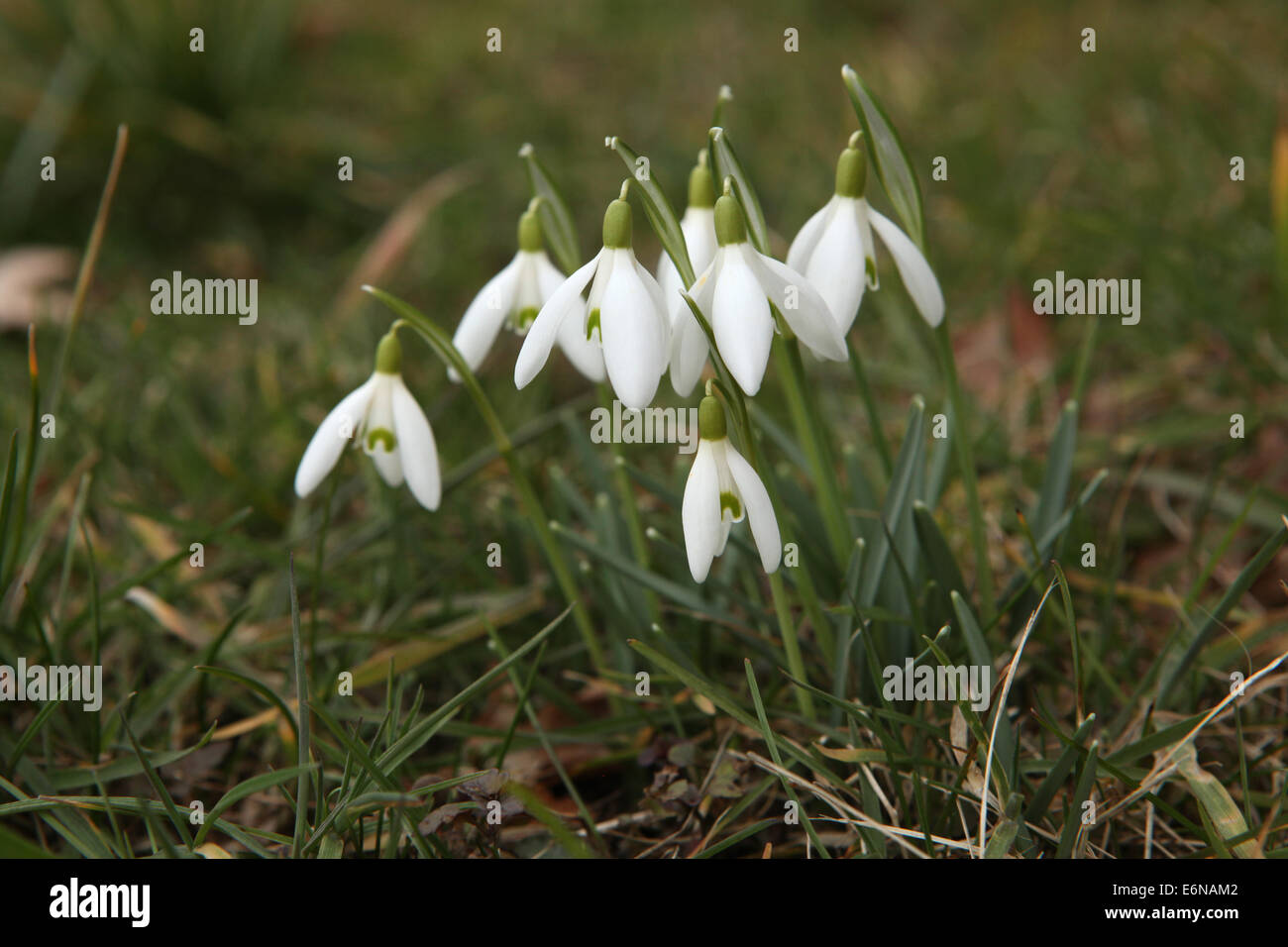 Snowdrop Galanthus nivalis (commune) à Steinbach près de Radebeul, Saxe, Allemagne. Banque D'Images