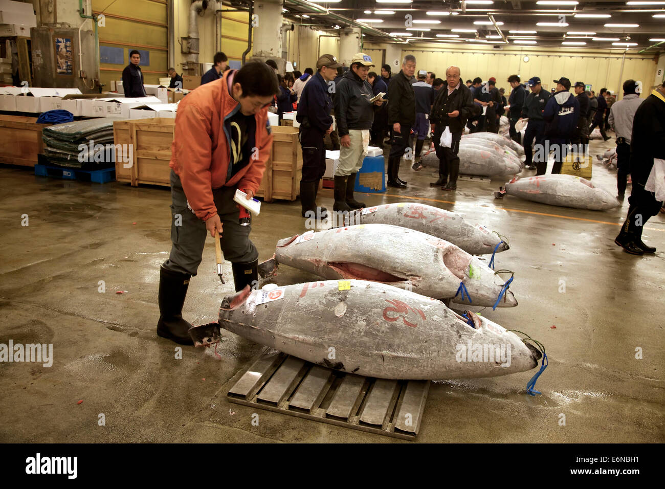 Vente aux enchères de thon au marché aux poissons de Tsukiji à Tokyo, au Japon, en Asie, le plus grand marché de gros de fruits de mer au monde. Les gens, les clients qui achètent du poisson pour la nourriture Banque D'Images