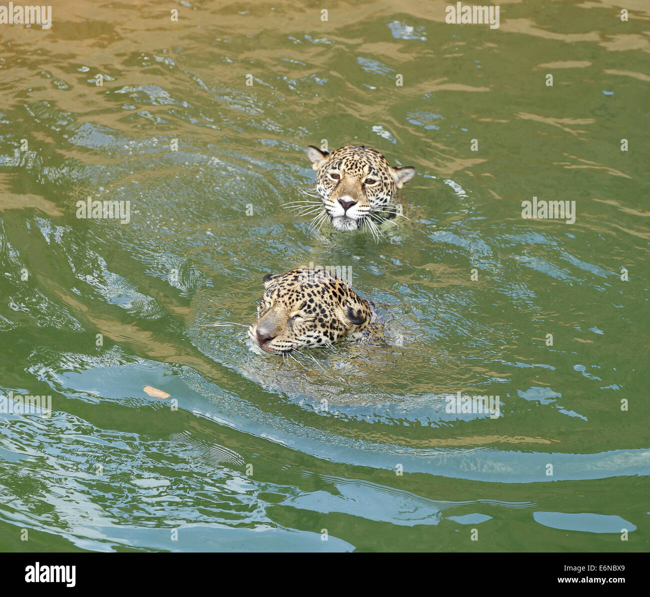 Jaguar chat-tigre le repos et baignade dans le zoo Banque D'Images