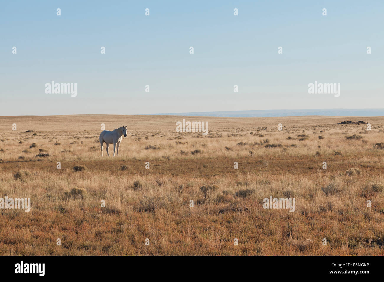 Une Mustang blanche dans un champ ouvert - Arizona USA Banque D'Images