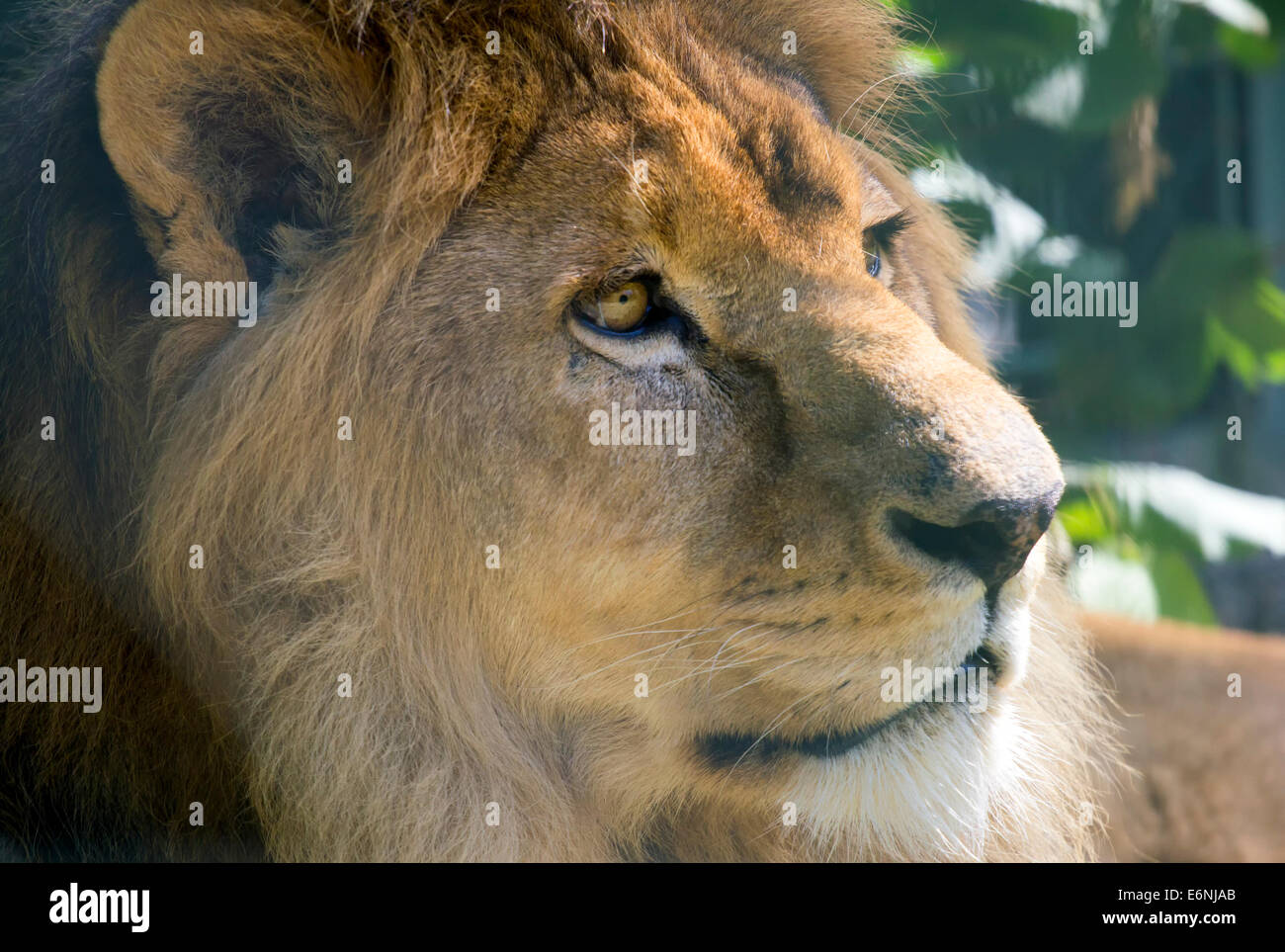 Gros plan de l'beau lion. Banque D'Images