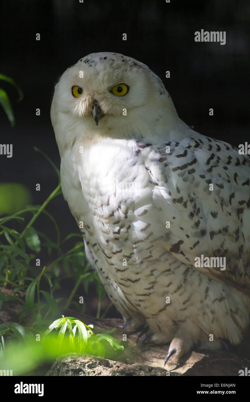 Belle chouette blanche sur la branche d'arbre dans la forêt. Banque D'Images