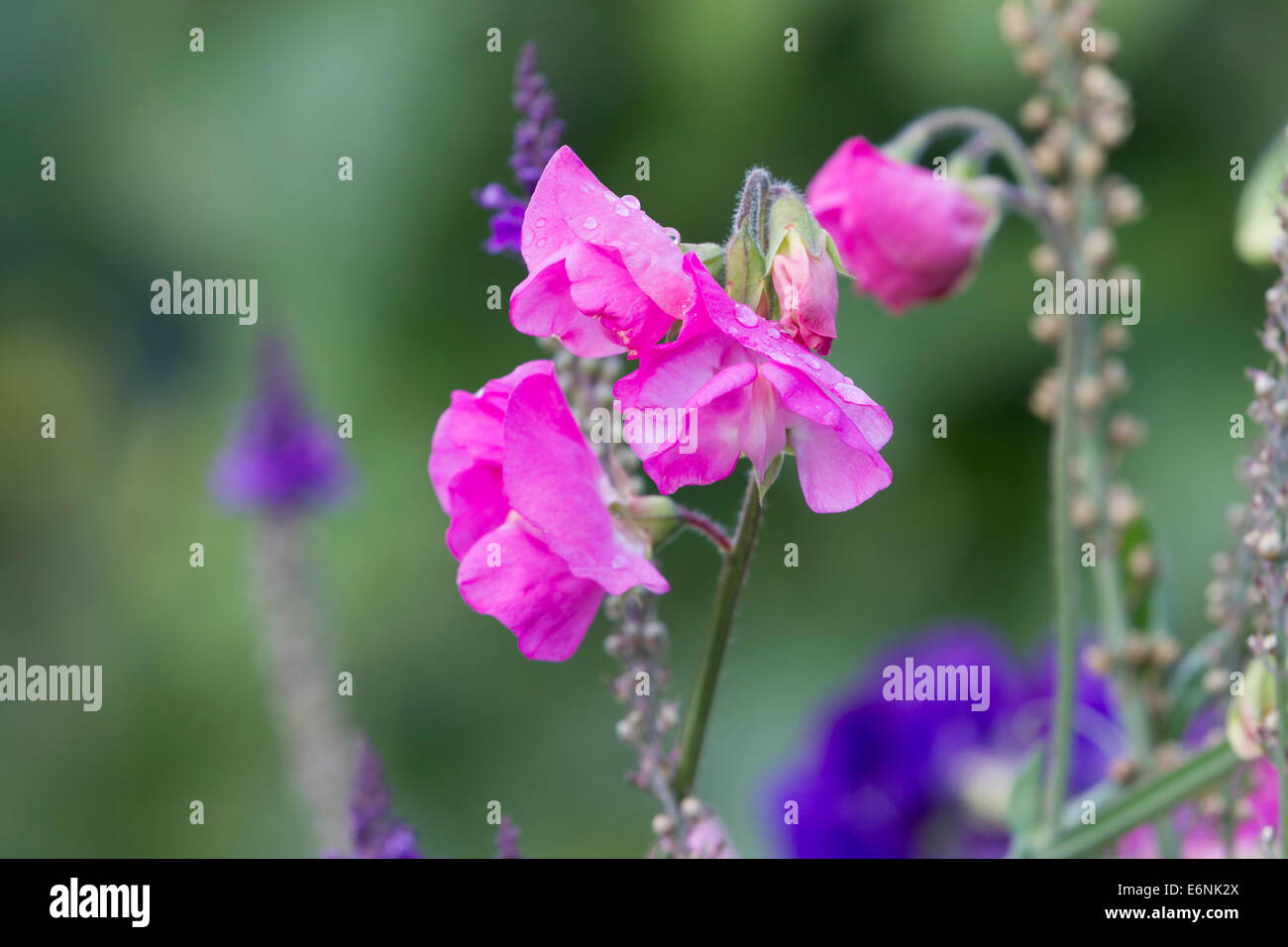 Sweet Pea. Lathyrus odoratus poussent à l'état sauvage. Banque D'Images