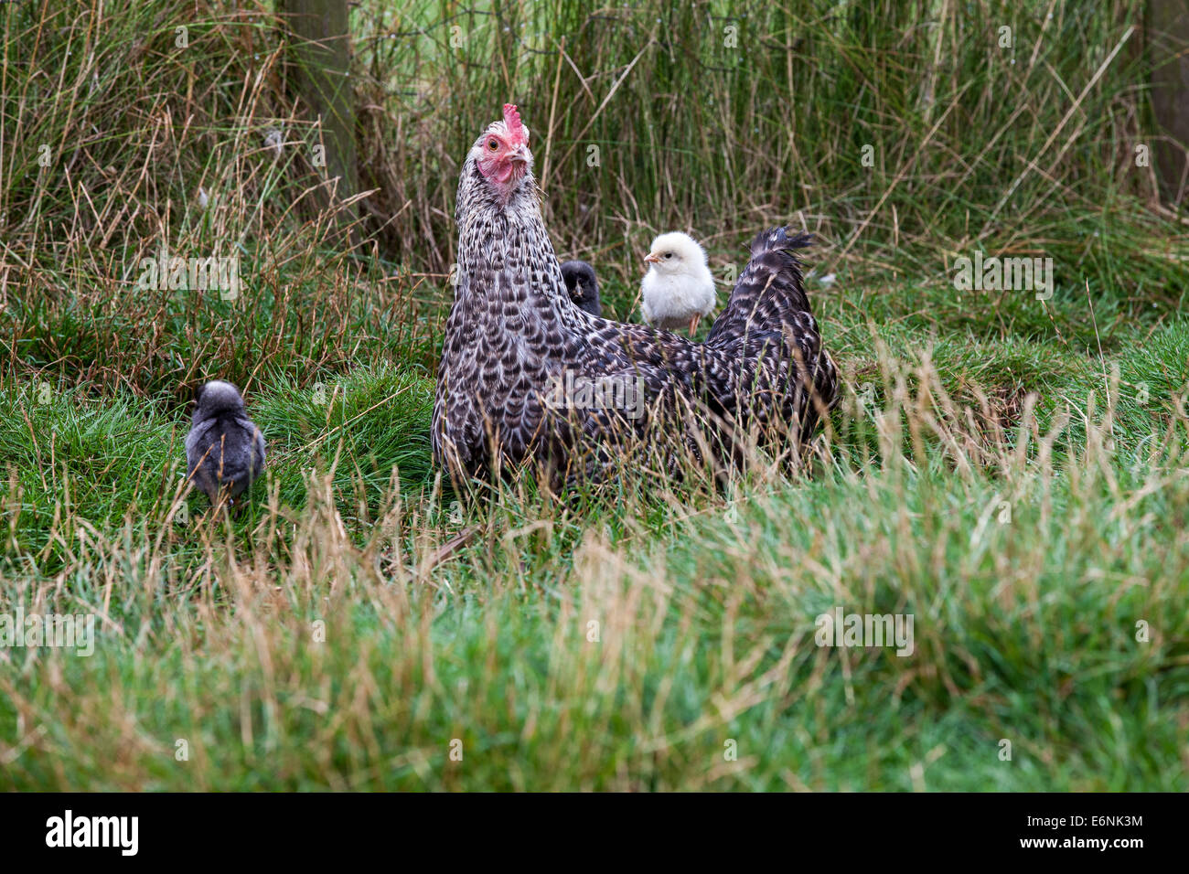 Poule noire blanche Banque de photographies et d’images à haute