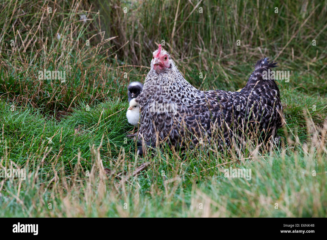 Poulet avec ses poussins en noir et blanc. Banque D'Images