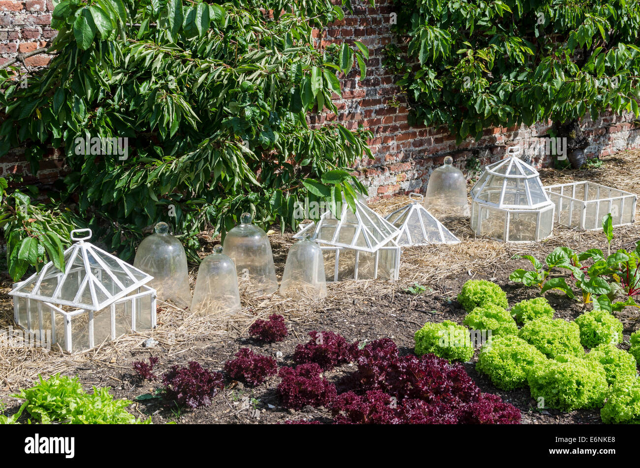 Les laitues de plus en plus organiquement Banque D'Images