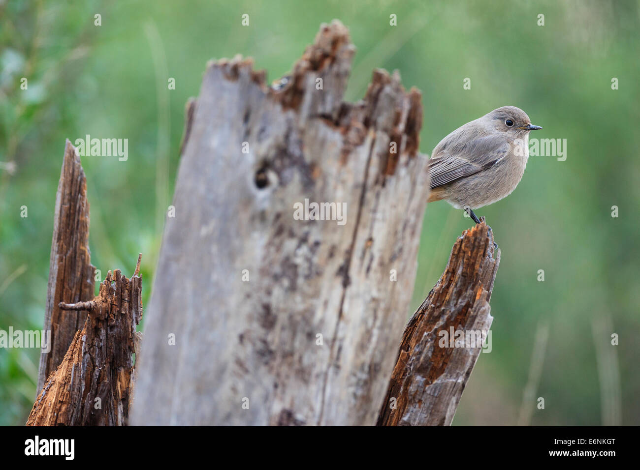 Rougequeue noir (Phoenicurus ochruros) femmes perchées sur un poste. Parc naturel de s'Albufera. Communauté de Valence. L'Espagne. Banque D'Images