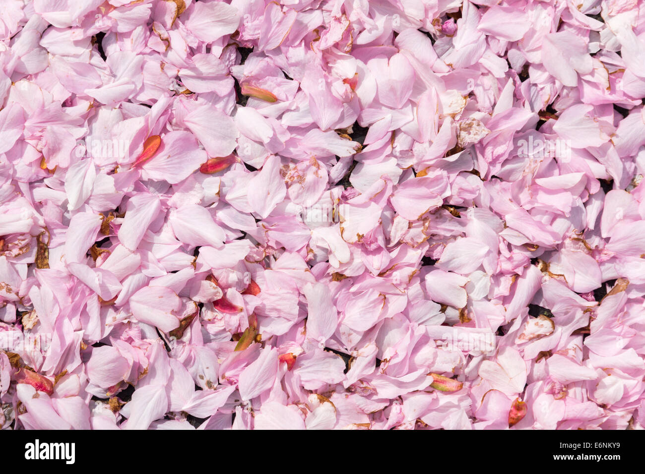 Tapis de fleurs rose tombée qui a tombé d'un arbre sur le sol environnant. Banque D'Images