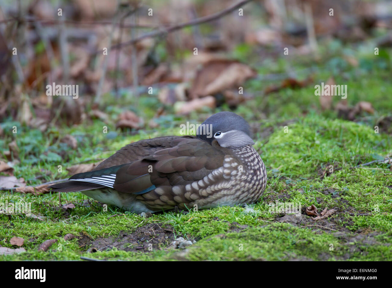 Canard Mandarin Aix galericulata Mandarinente Banque D'Images