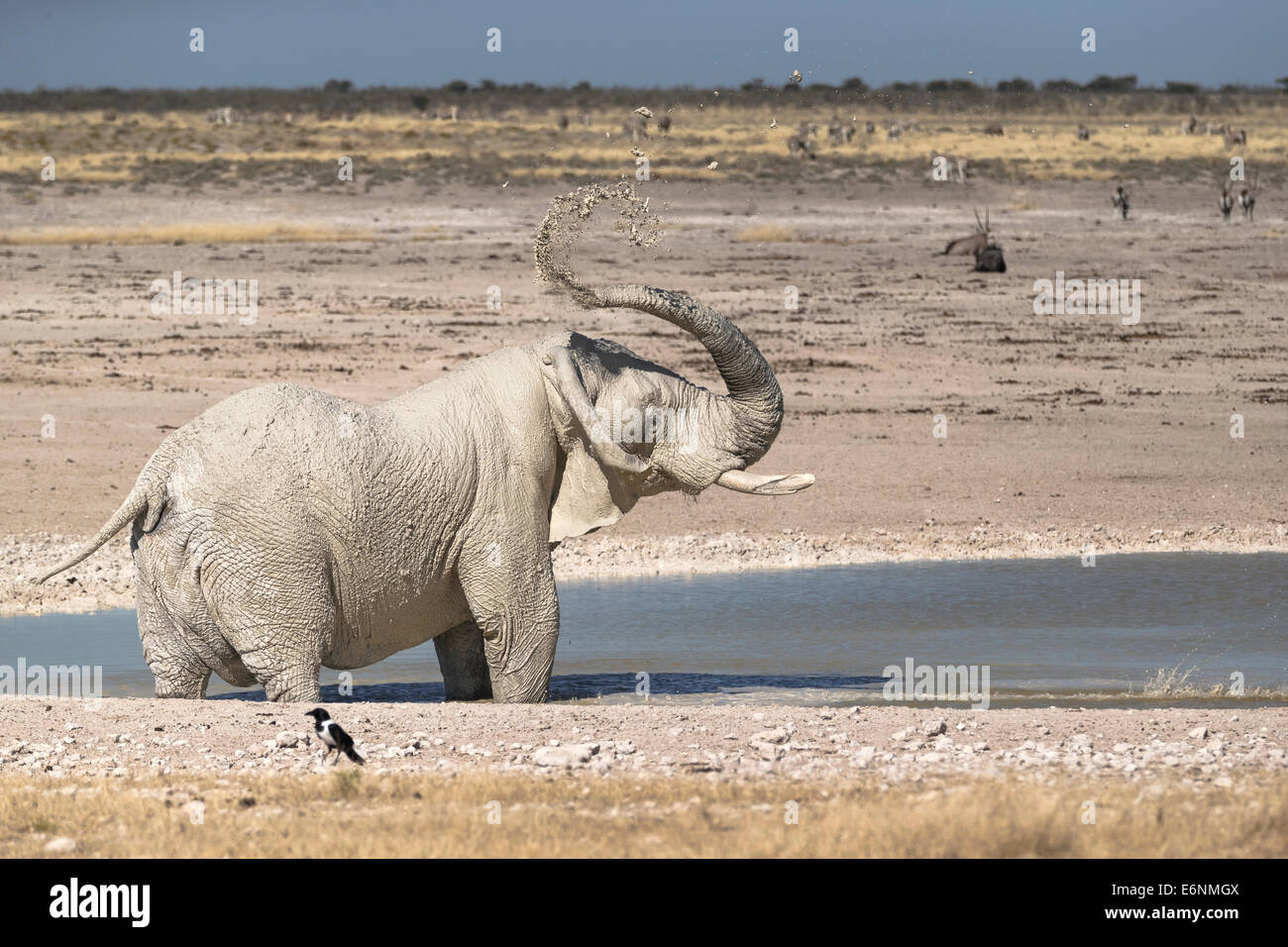 L'éléphant d'Afrique (Loxodonta Africana) dans un trou d'arrosage qui jette de la boue sur son corps. Parc national d'Etosha, Namibie, Afrique Banque D'Images