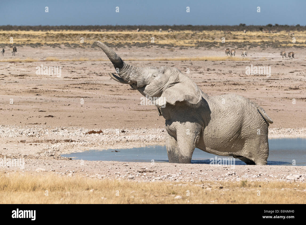 L'éléphant d'Afrique (Loxodonta Africana) dans la vue sur le bord de l'eau. Parc national d'Etosha, Namibie, Afrique Banque D'Images