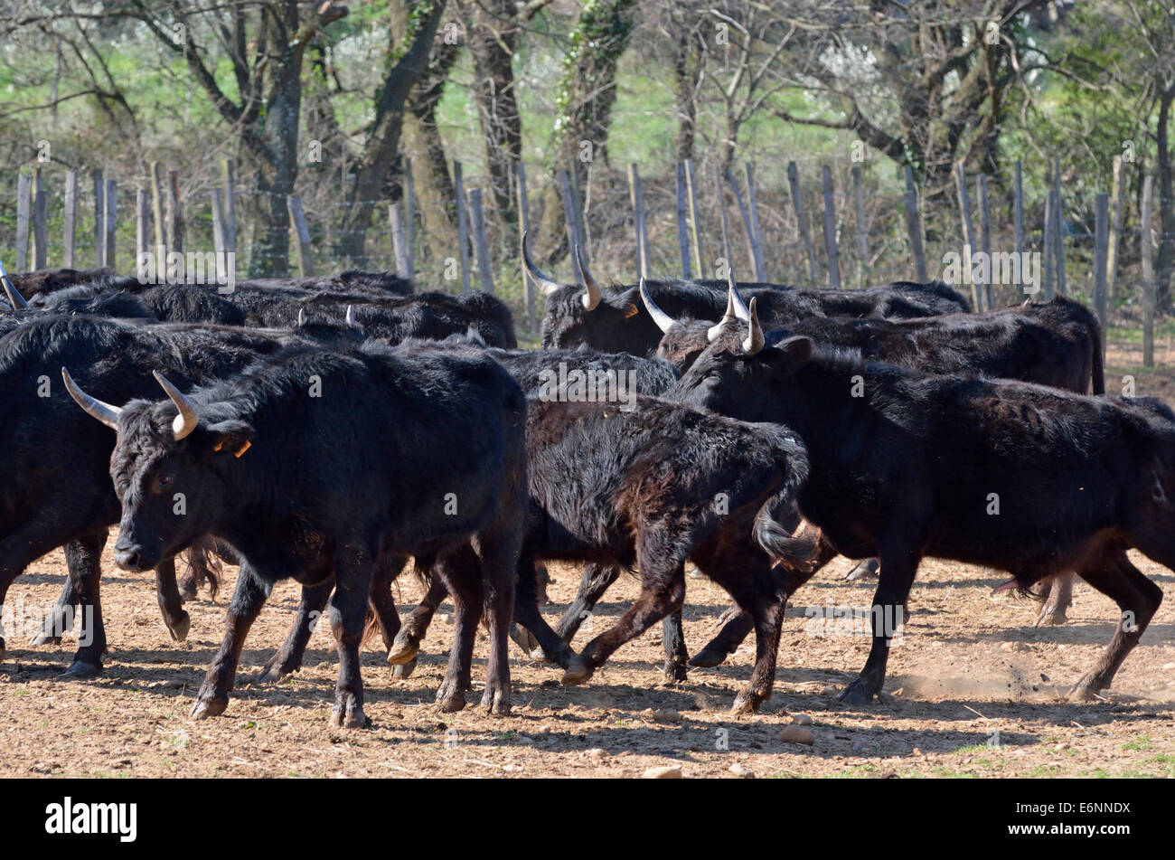 Taureau de Camargue étant entourés dans un paddock, Camargue, France, Europe Banque D'Images