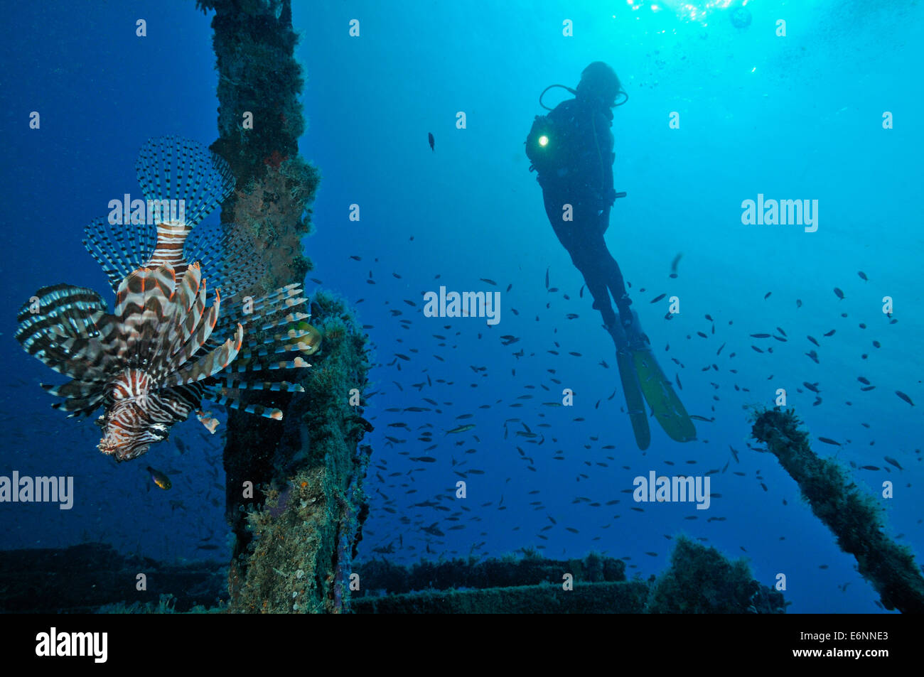 Scuba Diver torche brille par un feu rouge rascasse volante (Pterois volitans), l'île de Sipadan, Bornéo, Malaisie Banque D'Images