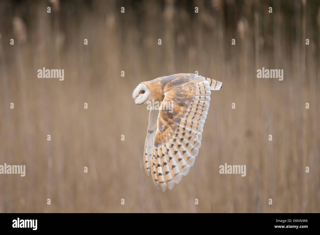 Effraie des clochers (Tyto alba) en vol Banque D'Images