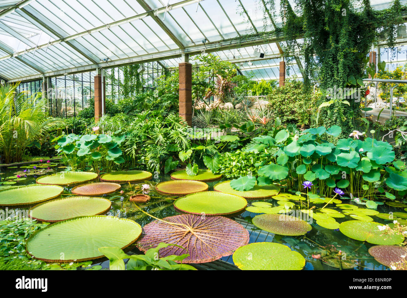 Princess of Wales conservatory Kew Gardens Londres Angleterre Royaume-uni GB EU Europe Banque D'Images