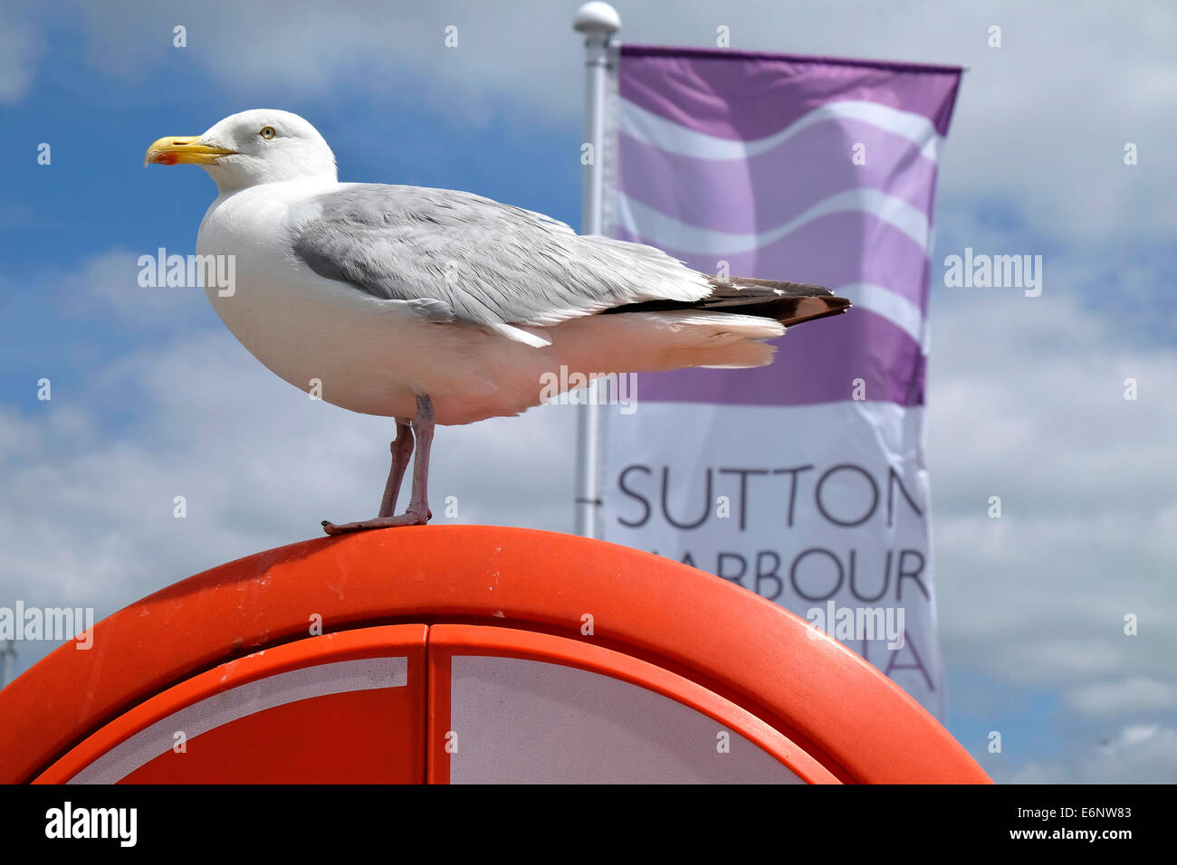 Seagull assis sur une bouée orange Sutton Harbour Marina, Barbican, Plymouth, Devon, England, UK Banque D'Images