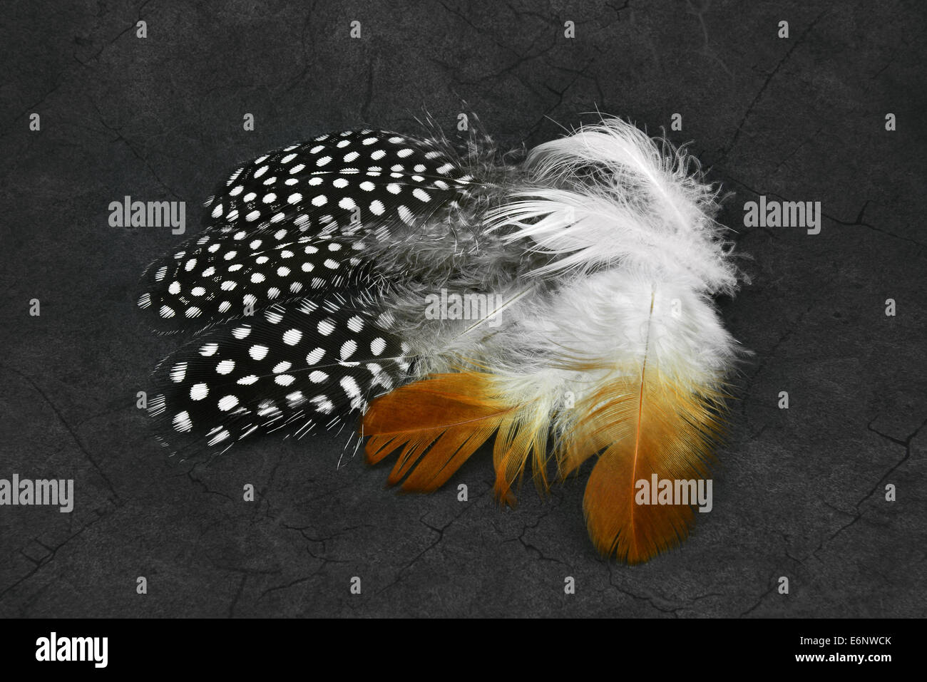 Belles plumes lumineuses sur un grunge fond dans des couleurs sombres. Banque D'Images