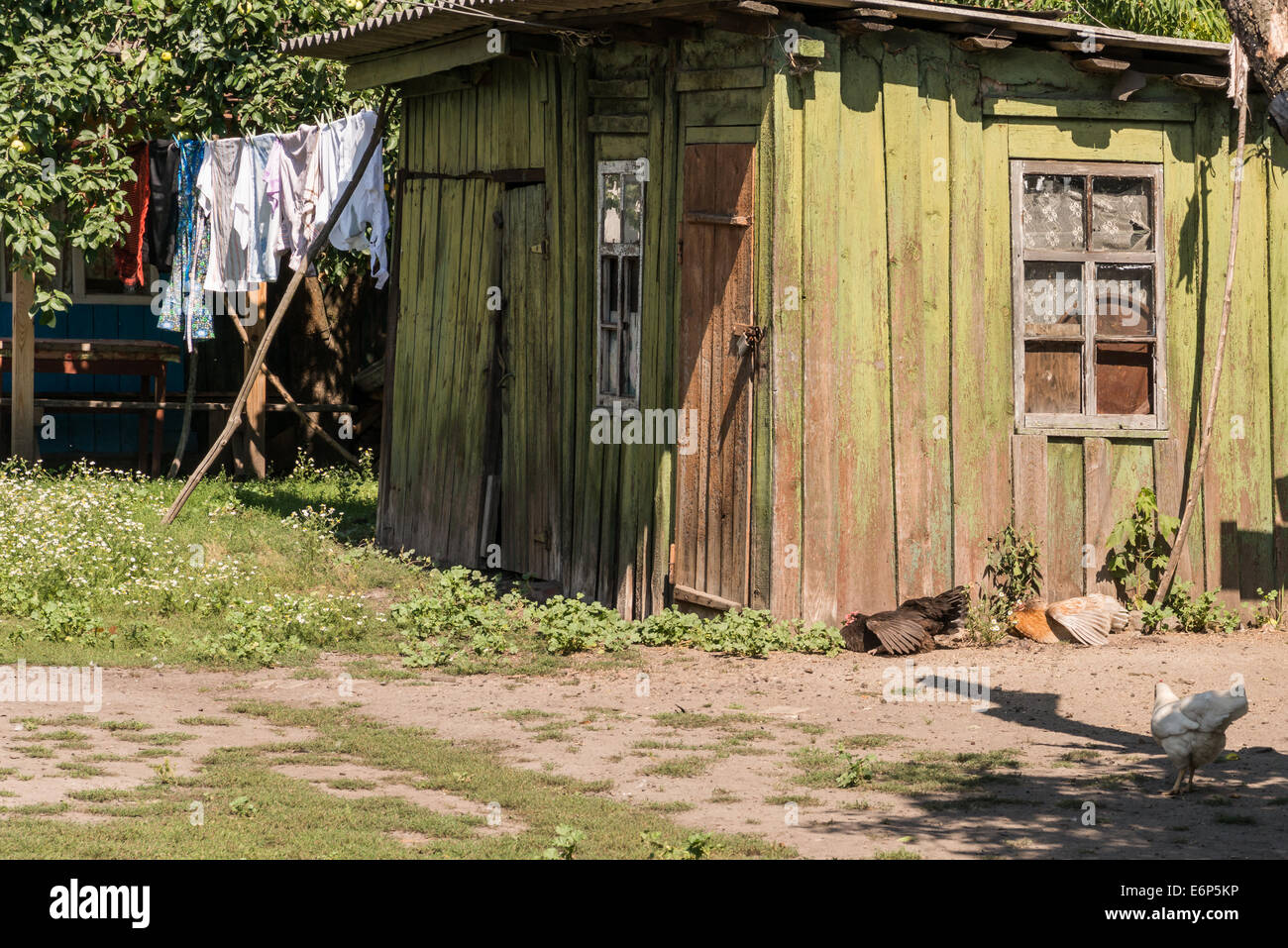 Maison ancienne dans une forêt avec quelques poules autour de Banque D'Images