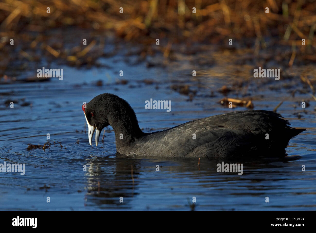 -Rouge Foulque macroule (Fulica cristata bulbés). Rallidae Banque D'Images