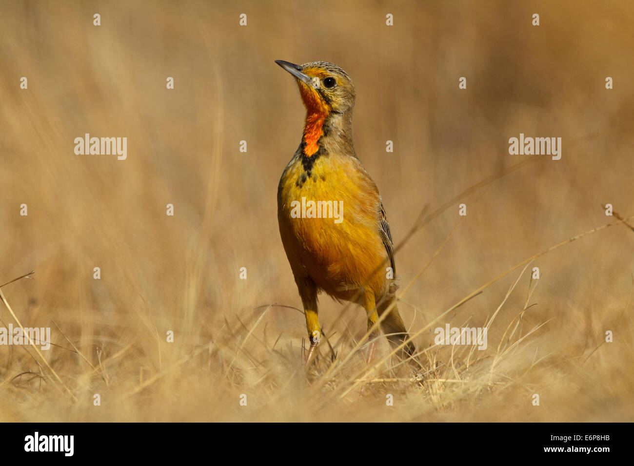 Cape Longclaw (Macronyx capensis), Motacillidae Banque D'Images