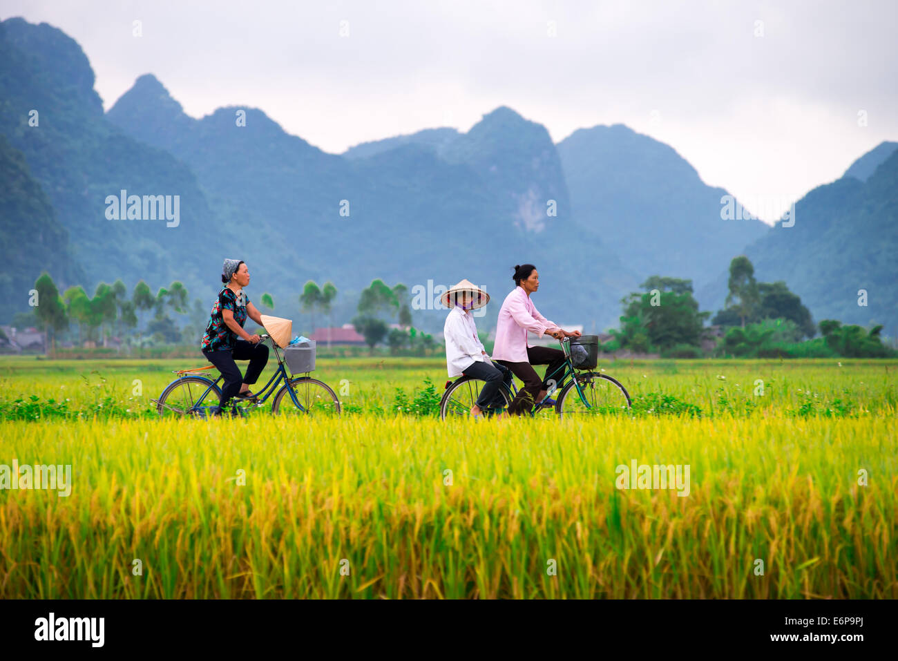 Les populations locales sur leur bicyclette le long d'un champ de riz le 13 juillet 2014 à Bac Son, Vietnam. Banque D'Images